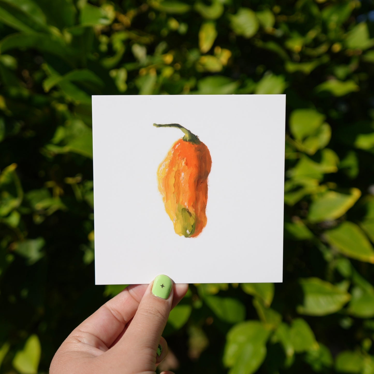 Habanero Post Card