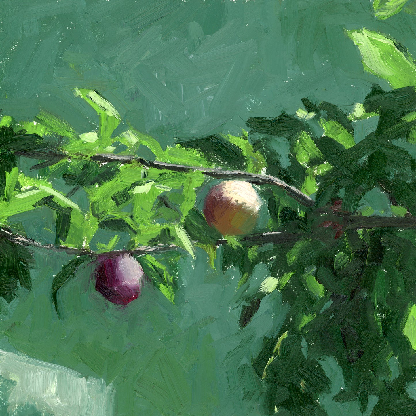 Summer Plums Print